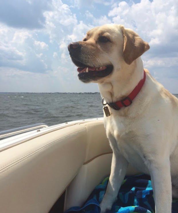 Cooper the dog